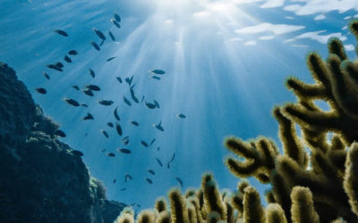 How Working From Home Can Impact Our Ocean’s Fate with Dr. Sylvia A. Earle