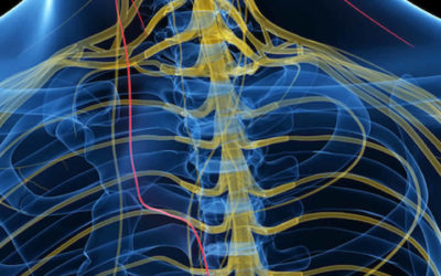 What the Polyvagal Theory & Covid Can Tell Us About Ourselves and Our Work Lives with Dr. Stephen Porges