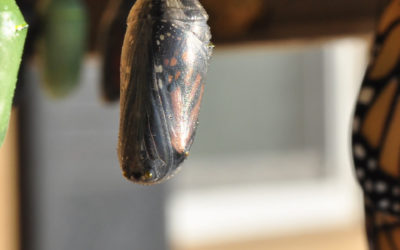 The Inner Matrix: Leveraging The Art & Science of Personal Mastery to Create Real Life Results with Joey Klein