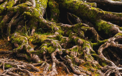 The Scientific Roots of Wisdom, Compassion, and What Makes Us Good with Dr. Dilip Jeste